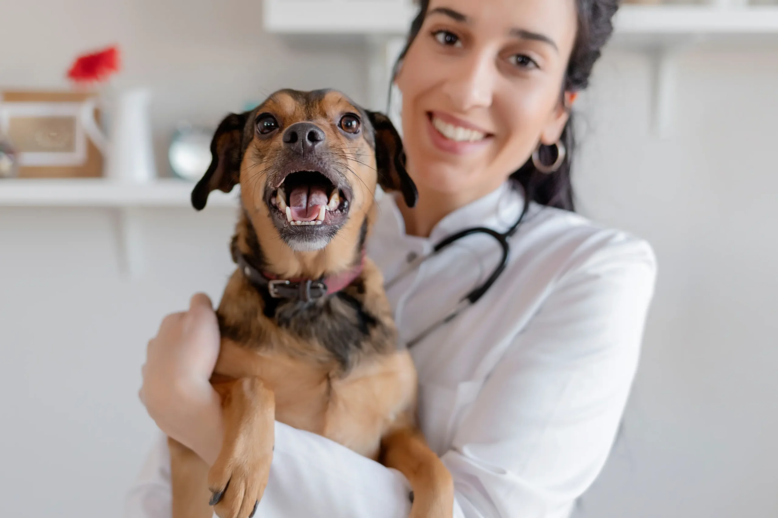 How Pet Insurance Coverage Works for Pet Owners